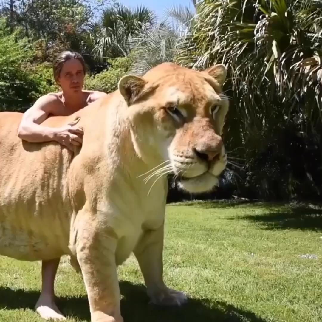 Nguoi dan ong vuot ve Liger khong lo xem nhu thu cung hinh anh