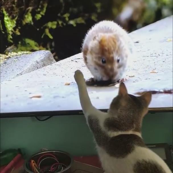 Chu meo co gang bat chuot qua TV hinh anh