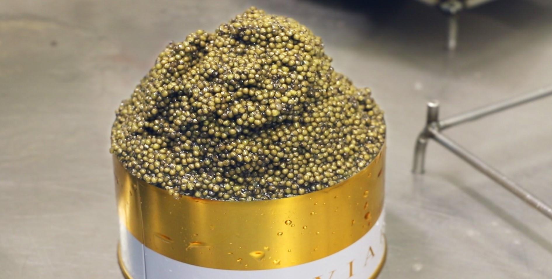 Trang trai san xuat 'cuc pham' trung ca muoi gia 5.700 USD/kg hinh anh