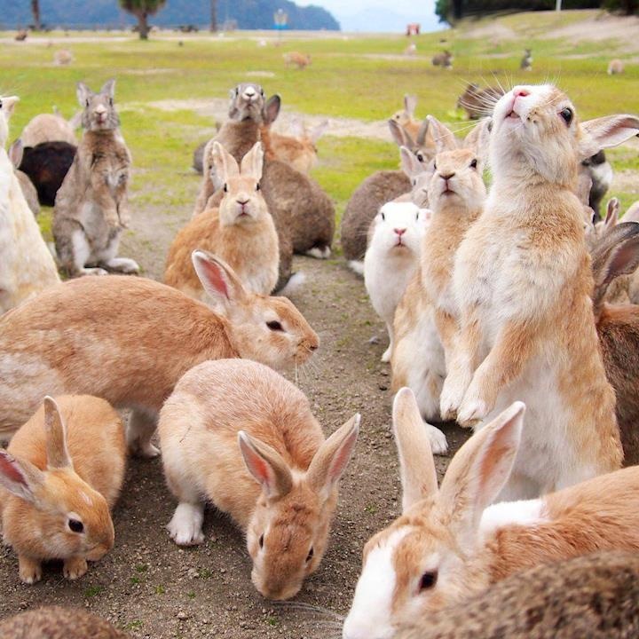 Qua khu den toi cua dao tho tai Nhat Ban hinh anh