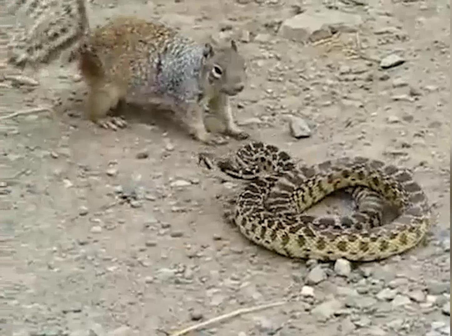 Soc me lieu minh tan cong ran de bao ve con non hinh anh