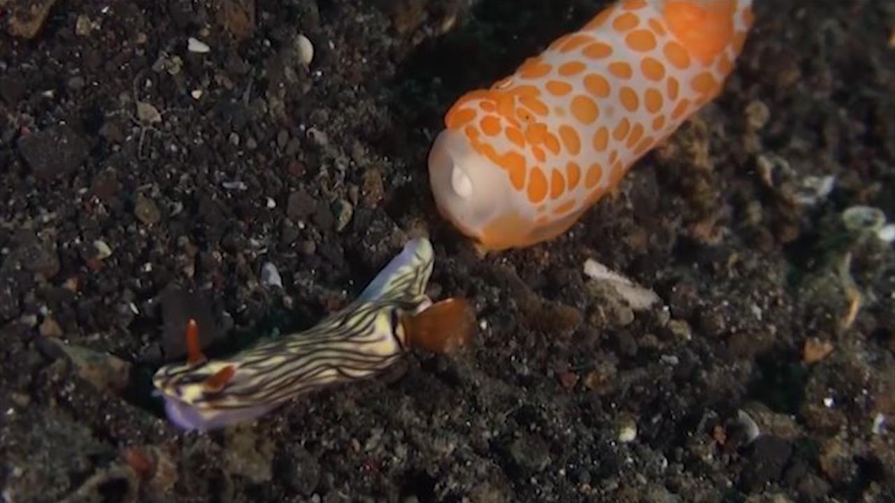 Sen bien day mau sac nhung la hung than an thit dong loai hinh anh