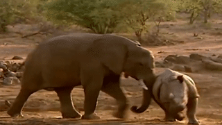 Voi duc vo co tan cong, ruot duoi te giac hinh anh