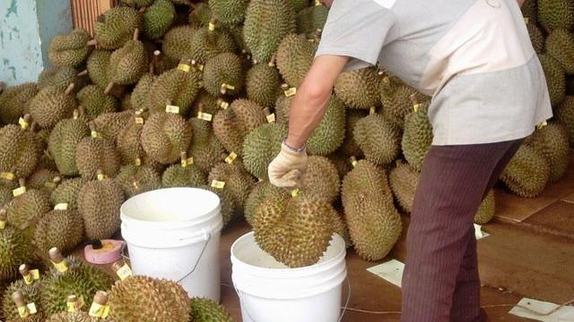 Meo phan biet sau rieng chin cay voi sau rieng nhung thuoc hinh anh