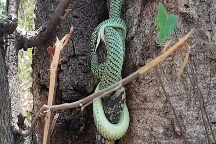 Ran treo minh tren cay nuot chung ky da hinh anh