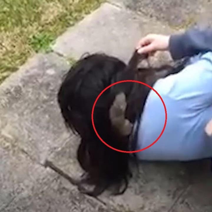 Soc bi mac ket vao mai toc cua co gai hinh anh