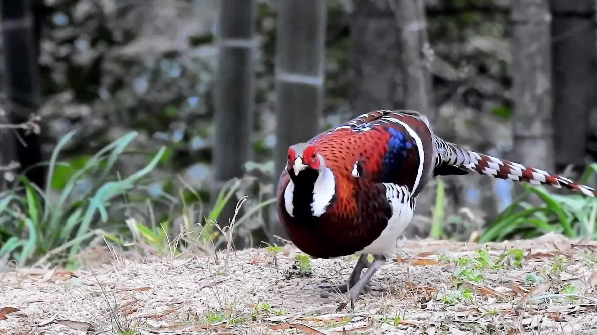 Vi sao giong ga loi quy hiem nay bi cam buon ban? hinh anh