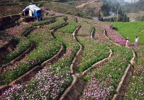 Dong hoa canh buom Ha Lan tai Sa Pa thu hut du khach hinh anh