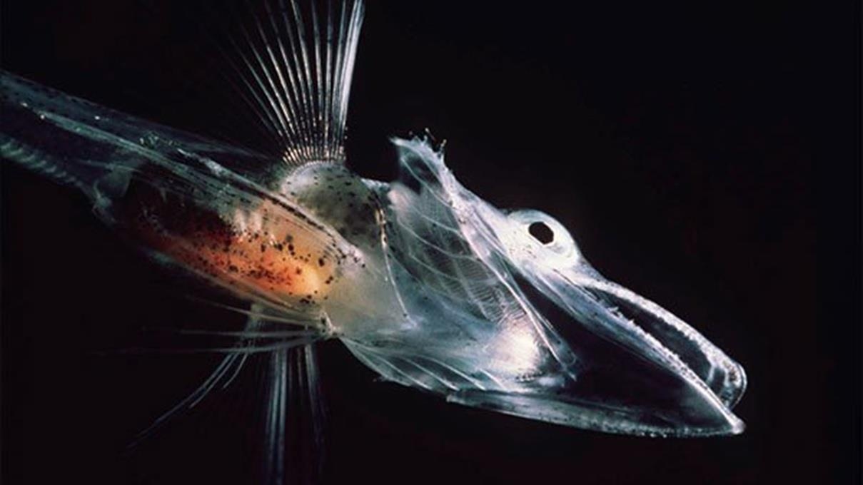 Tai sao ca Nam Cuc khong bi dong bang den chet? hinh anh