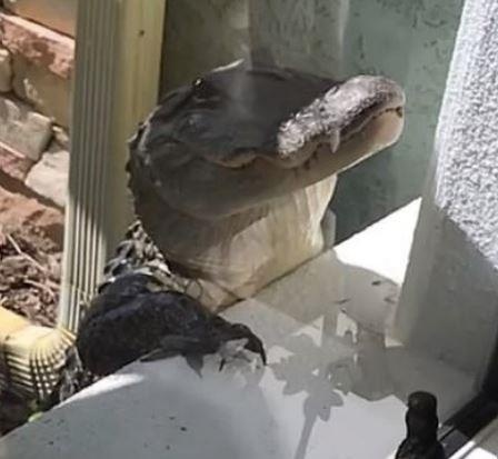 Ca sau 'go cua' doi vao nha o My hinh anh