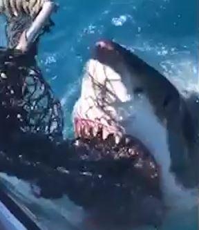 Ca map trang khong lo lao den thuyen, can nat luoi de cuop moi hinh anh