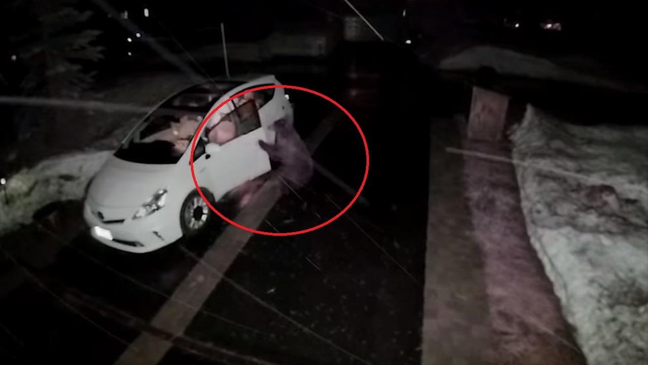 Con gau thong minh mo cua oto de tim banh keo hinh anh