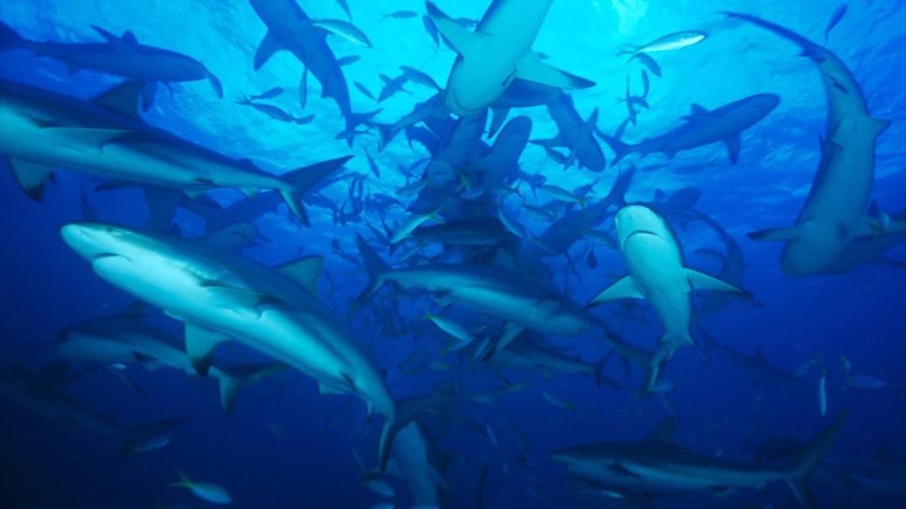 Ban co the song sot neu bi 100 con ca map tan cong? hinh anh