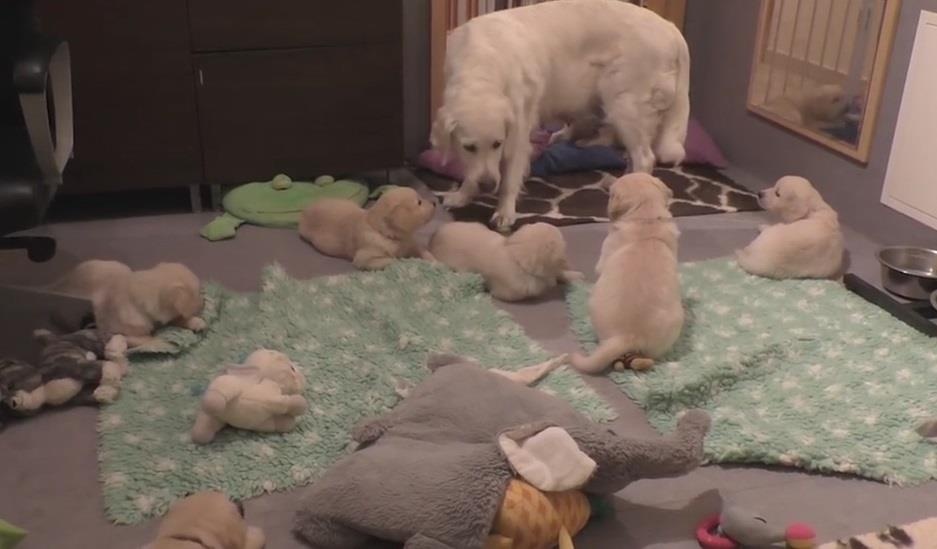 Cho me huan luyen dan con nghich ngom biet vang loi hinh anh