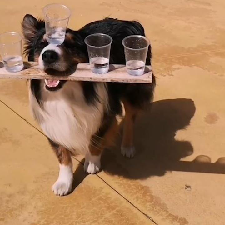 Chu cho lam xiec, biet giu thang bang moi vat hinh anh