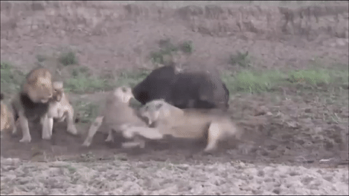 Trau rung thoat chet than ki trong vong vay su tu hinh anh