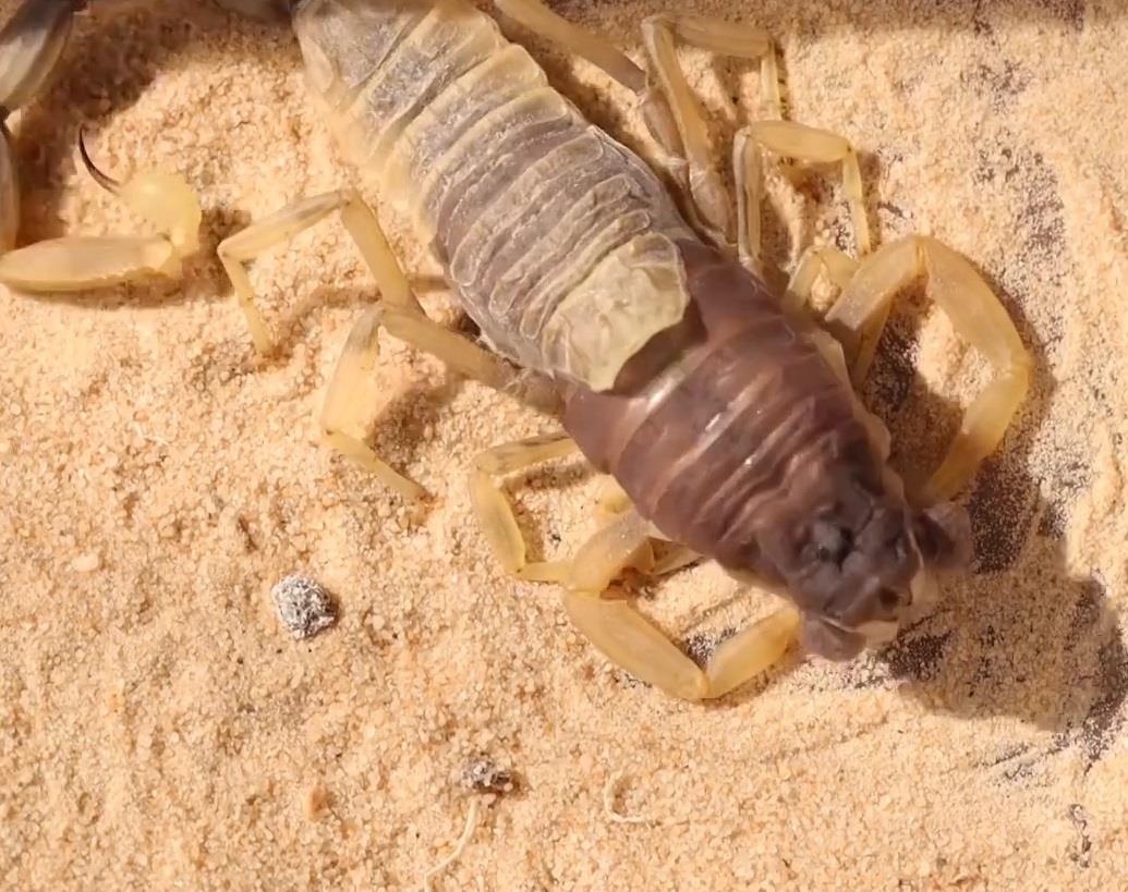 Doan video hiem hoi ve qua trinh lot xac cua bo cap tu than hinh anh