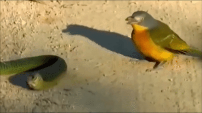 Ran doc nhat chau Phi bi chim ria khong thuong tiec hinh anh