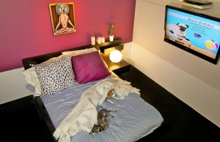 Khach san 5 sao danh cho thu cung o My gia 200 USD/dem hinh anh