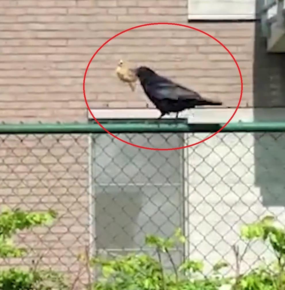 Qua lieu linh bay vao nha dan an trom vit con hinh anh