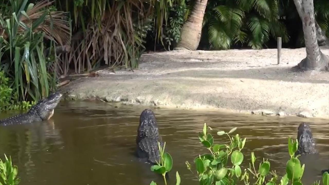 Dan ca sau phat ra tieng de 'thu hut' ban tinh hinh anh