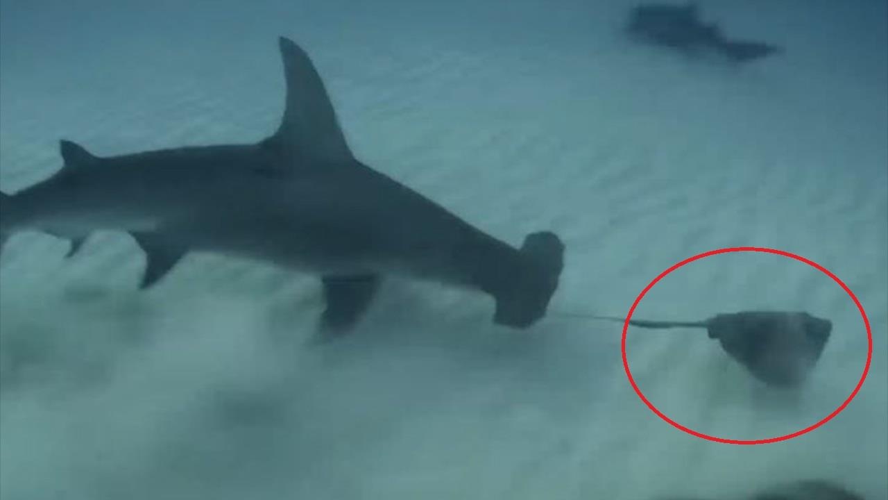 Man san duoi ca duoi cua ca map dau bua hinh anh