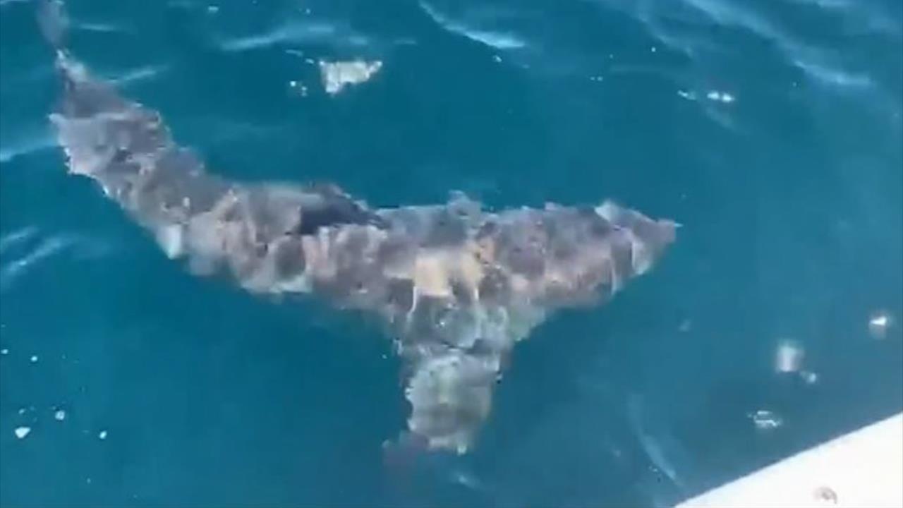 Ca map trang boi quanh thuyen cua du khach hinh anh