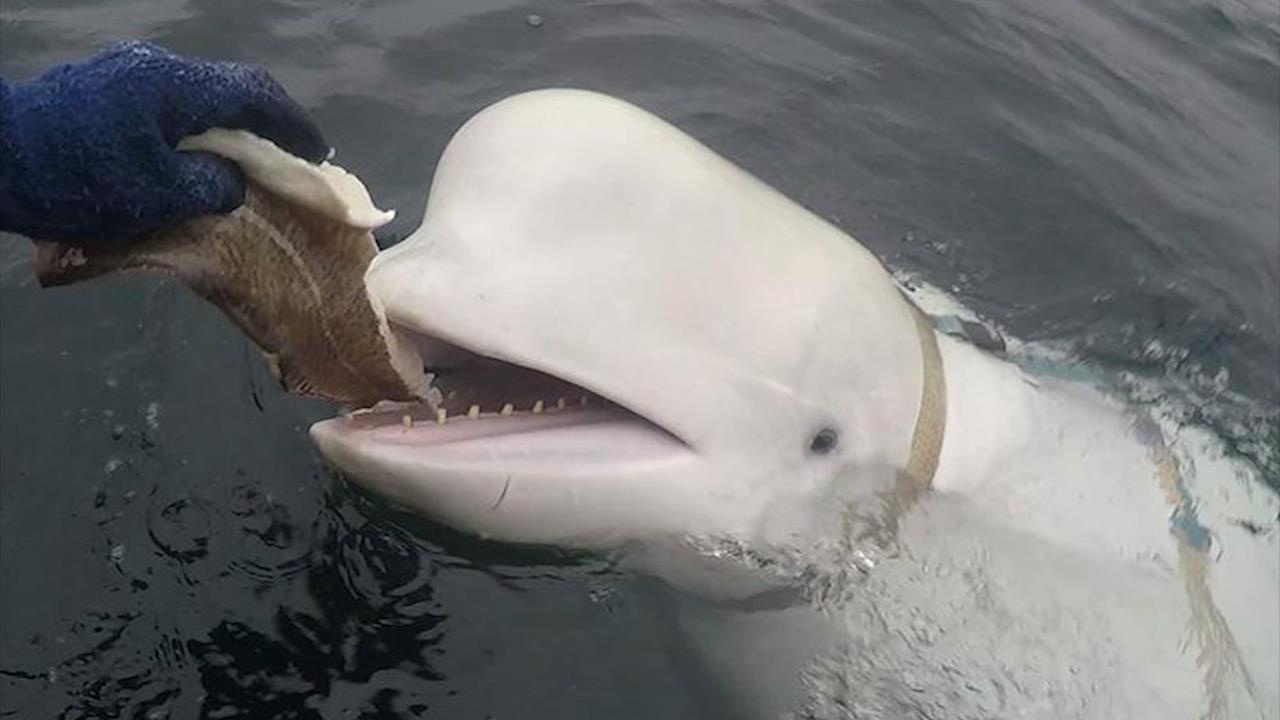 Ca voi dac vu Nga 'ham vui' khong chiu roi Na Uy hinh anh