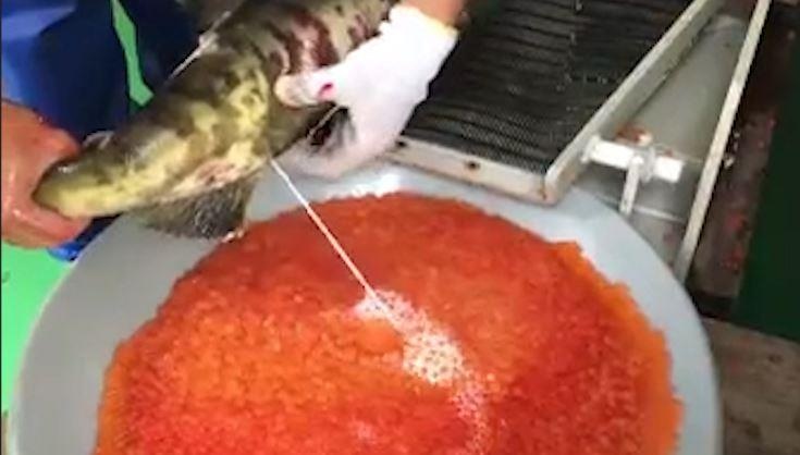 Cach thu tinh nhan tao cho ca hoi hinh anh