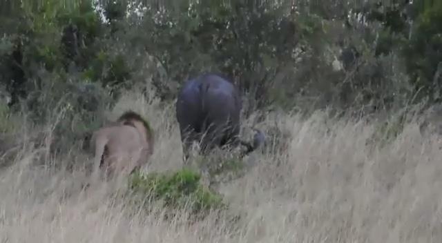 Su tu nhan cu da hau troi giang khi di san trau rung hinh anh