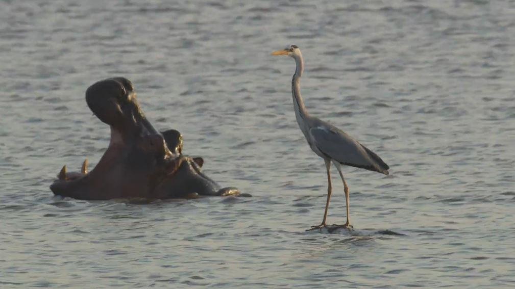 Chim diec xam 'cuoi' len nguoi ha ma de bat ca hinh anh