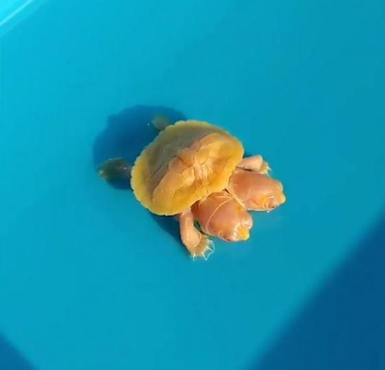 Rua bach tang 2 dau sieu hiem bi rao ban hinh anh