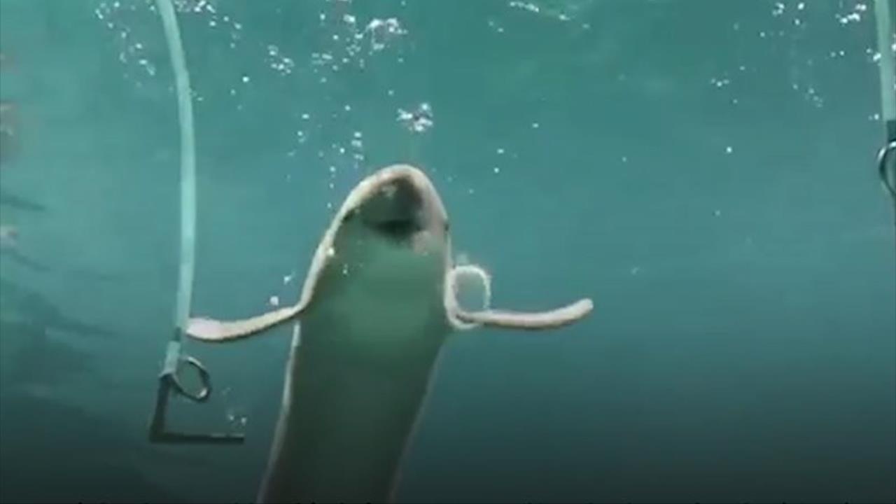 Ca heo biet thoi bong nuoc hinh chu O hinh anh