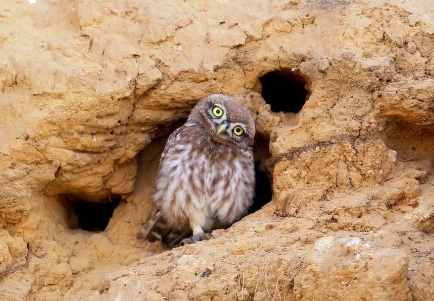 Loai cu duy nhat tren the gioi song duoi long dat hinh anh