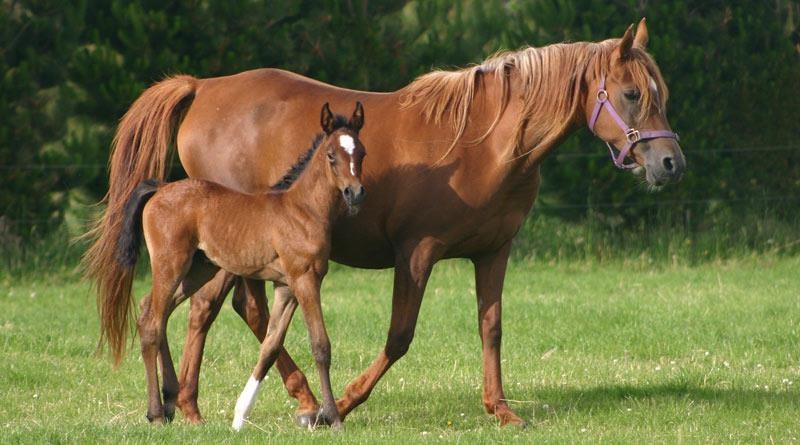 Gia dinh ngua 'ho tong' ngua con suot 10 km di chua tri vet thuong hinh anh