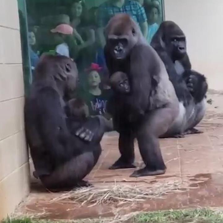 Khi dot biet om con tru mua giong het con nguoi hinh anh