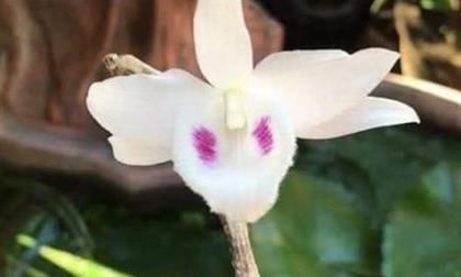 Dai gia Ha Tinh chi tien mua chau lan gia 3,5 ty dong hinh anh