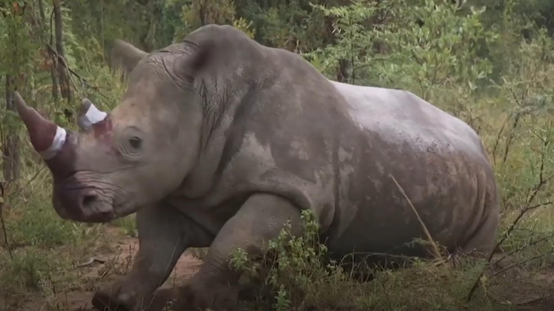 Sung te giac duoc tiem thuoc doc de chong san bat trom hinh anh