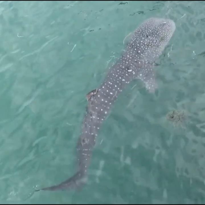 Khoanh khac hiem thay khi ca map voi khong lo boi gan tau o ben cang hinh anh