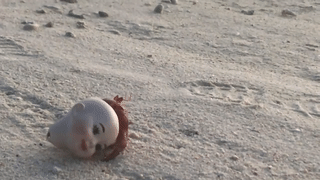 Oc muon hon lam to trong dau bup be hong tren bai bien o nhiem hinh anh