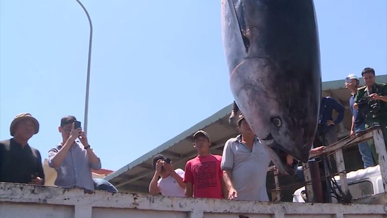 Ngu dan Phu Yen bat duoc ca ngu vay xanh khong lo tri gia hang ty dong hinh anh