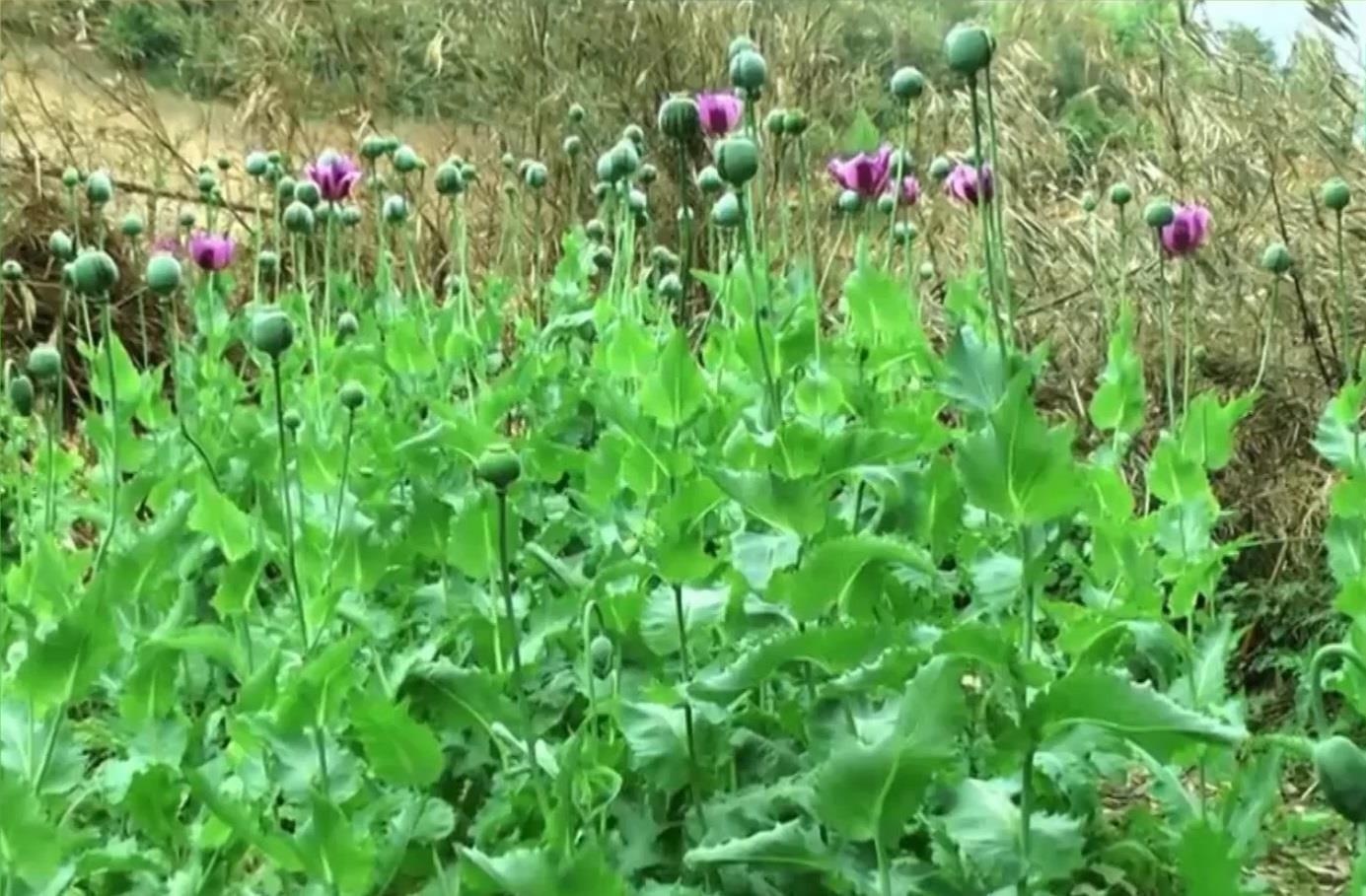 Pha nho gan 7.000 m2 cay thuoc phien o Lai Chau hinh anh