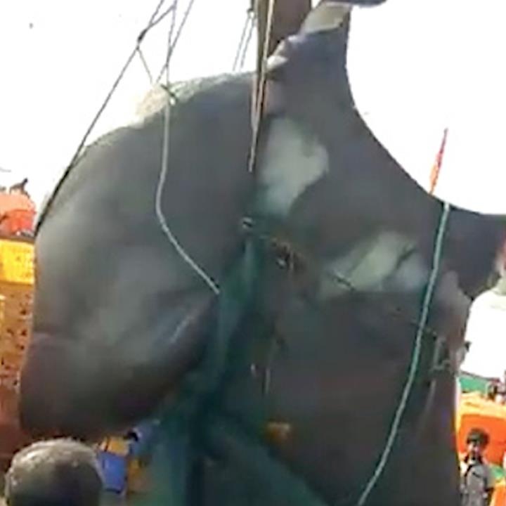 Ngu dan An Do bat duoc ca duoi nang 1,3 tan hinh anh