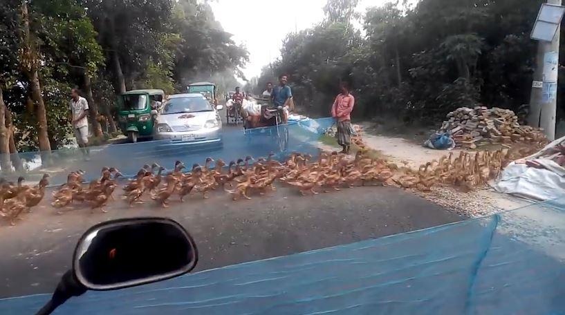 Cang luoi cho dan vit bang qua duong hinh anh