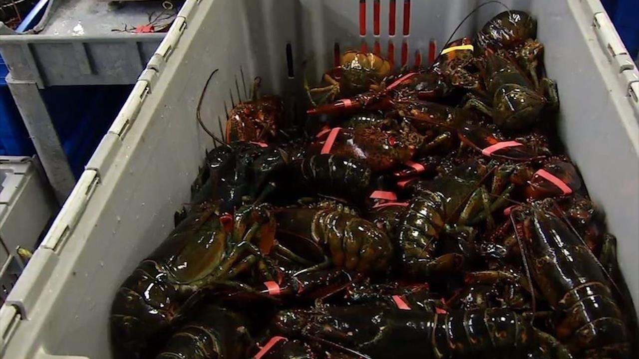 My - Trung chien tranh thuong mai, tom hum chiu tran hinh anh