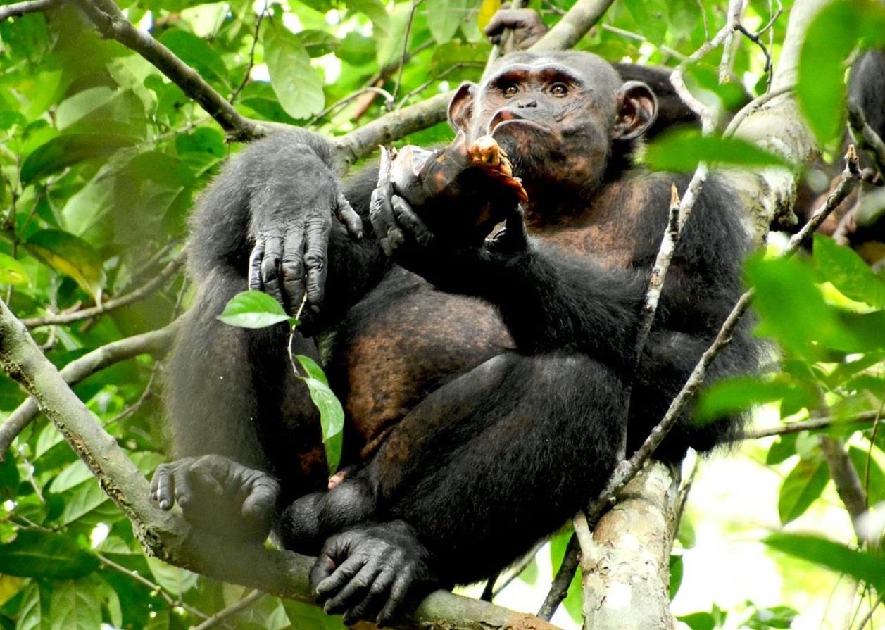 Lan dau tien phat hien tinh tinh dap vo mai rua de an thit hinh anh