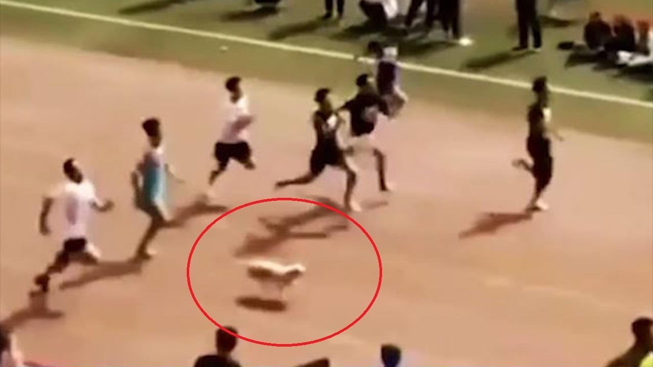 Chu cho hoang gianh huy chuong dong trong cuoc dua 100 m hinh anh