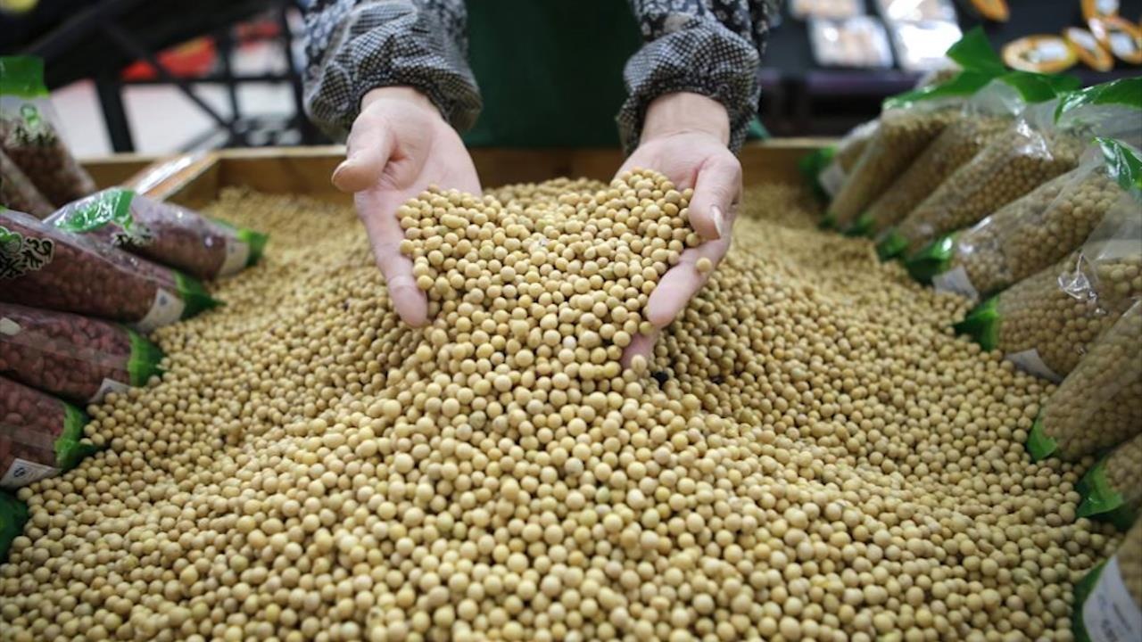 Nong dan trong dau tuong o My ngan ngam vi cang thang thuong mai hinh anh