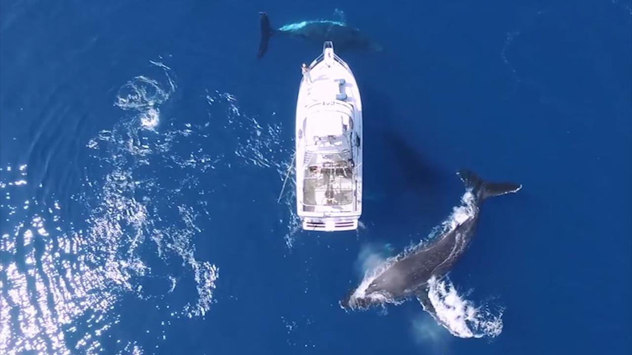Bay ca voi lung gu boi loi quanh thuyen cua du khach hinh anh