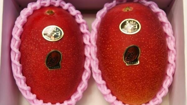 Cap xoai tri gia 500.000 Yen o Nhat hinh anh